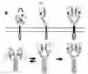 Fig. 02 - EGFR binding peptides and uses thereof