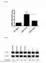 Fig. 07 - MODULATION OF DRUG SENSITIVITY