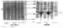 Fig. 01 - FUNCTIONAL EXPRESSION OF TRIACYLGYLCEROL LIPASES