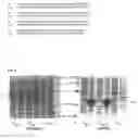 Fig. 03 - FUNCTIONAL EXPRESSION OF TRIACYLGYLCEROL LIPASES