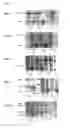 Fig. 04 - FUNCTIONAL EXPRESSION OF TRIACYLGYLCEROL LIPASES