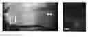 Fig. 02 - Aequorin-Containing Compositions and Methods of Using Same