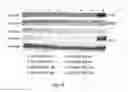 Fig. 12 - TP53 Gene expression and uses thereof