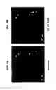 Fig. 02 - Fluorescent mouse model