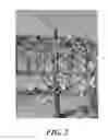 Fig. 03 - Apple tree named 'Daligris'