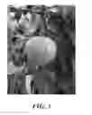 Fig. 04 - Apple tree named 'Daligris'