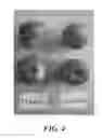 Fig. 05 - Apple tree named 'Daligris'