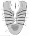 Fig. 08 - Article of footwear having an upper incorporating a knitted component