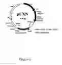 Fig. 02 - Enhancing the effect of therapeutic proteins on the central nervous system