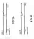 Fig. 04 - Methods for augmenting an immune response using anti-CD40 antibodies