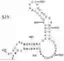 Fig. 01 - Genetically stable attenuated polioviruses comprising multiple mutations in domain V of the 5′ noncoding region