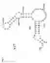 Fig. 05 - Genetically stable attenuated polioviruses comprising multiple mutations in domain V of the 5′ noncoding region