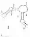 Fig. 06 - Genetically stable attenuated polioviruses comprising multiple mutations in domain V of the 5′ noncoding region