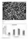 Fig. 08 - Collagen/hydroxyapatite composite scaffold, and process for the production thereof