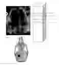 Fig. 09 - Collagen/hydroxyapatite composite scaffold, and process for the production thereof
