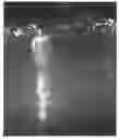 Fig. 01 - Porous structures of microbial-derived cellulose for in  vivo implantation