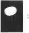 Fig. 09 - Porous structures of microbial-derived cellulose for in  vivo implantation
