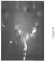 Fig. 11 - Porous structures of microbial-derived cellulose for in  vivo implantation