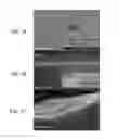 Fig. 10 - LAYER-BY-LAYER ASSEMBLIES OF CARBON-BASED NANOSTRUCTURES AND THEIR APPLICATIONS IN ENERGY STORAGE AND GENERATION DEVICES