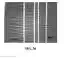 Fig. 40 - Tunable elastomeric nanochannels for nanofluidic manipulation