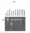 Fig. 08 - Proteinase K inhibitors, methods and compositions therefor