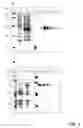 Fig. 02 - DETECTION OF MYCOBACTERIUM TUBERCULOSIS