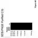 Fig. 07 - Protease resistant recombinant bacterial collagenases