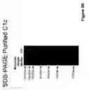 Fig. 09 - Protease resistant recombinant bacterial collagenases