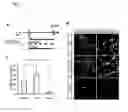Fig. 04 - Method of generating myelinating oligodendrocytes
