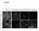 Fig. 07 - Method of generating myelinating oligodendrocytes