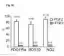 Fig. 08 - Method of generating myelinating oligodendrocytes