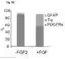 Fig. 09 - Method of generating myelinating oligodendrocytes