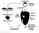 Fig. 01 - Benzimidazole compounds differentiate a mammalian stem cell into mesodermal or cardiomyocyte cells