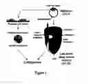 Fig. 02 - Benzimidazole compounds differentiate a mammalian stem cell into mesodermal or cardiomyocyte cells