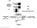 Fig. 03 - Benzimidazole compounds differentiate a mammalian stem cell into mesodermal or cardiomyocyte cells