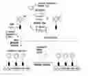 Fig. 01 - AUTOMATED SOLUTION-PHASE ITERATIVE SYNTHESIS