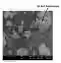 Fig. 01 - Yb:YOceramic powders
