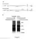 Fig. 03 - PROTEIN TRANSDUCING DOMAIN/DEAMINASE CHIMERIC PROTEINS, RELATED COMPOUNDS, AND USES THEREOF