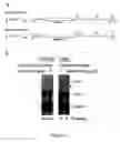 Fig. 04 - PROTEIN TRANSDUCING DOMAIN/DEAMINASE CHIMERIC PROTEINS, RELATED COMPOUNDS, AND USES THEREOF