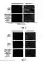 Fig. 04 - Inkjet gene printing