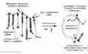 Fig. 01 - Enhanced transport using membrane disruptive agents