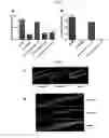 Fig. 06 - ACETYLYCHOLINE GATED ION CHANNEL CHAPERONS AND METHODS OF USING THE SAME