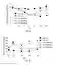 Fig. 04 - COMPOUNDS AND METHODS FOR ENHANCING ERYTHROPOIESIS