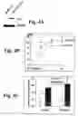 Fig. 06 - MATERIALS AND METHODS FOR DETECTING AND TREATING PERITONEAL OVARIAN TUMOR DISSEMINATION INVOLVING TISSUE TRANSGLUTAMINASE