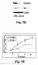 Fig. 09 - MATERIALS AND METHODS FOR DETECTING AND TREATING PERITONEAL OVARIAN TUMOR DISSEMINATION INVOLVING TISSUE TRANSGLUTAMINASE