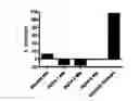 Fig. 01 - Compositions, methods of use and preparation of 2,6-diisopropyl phenol and analogs for ischemic injury
