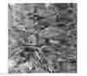 Fig. 01 - Methods of making polymer composites containing single-walled carbon nanotubes
