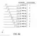 Fig. 07 - Detection, imaging and characterization of breast tumors