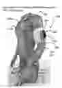 Fig. 01 - Body-worn system for measuring continuous non-invasive blood pressure (cNIBP)