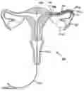 Fig. 01 - Devices and methods for reversal of permanent sterilization